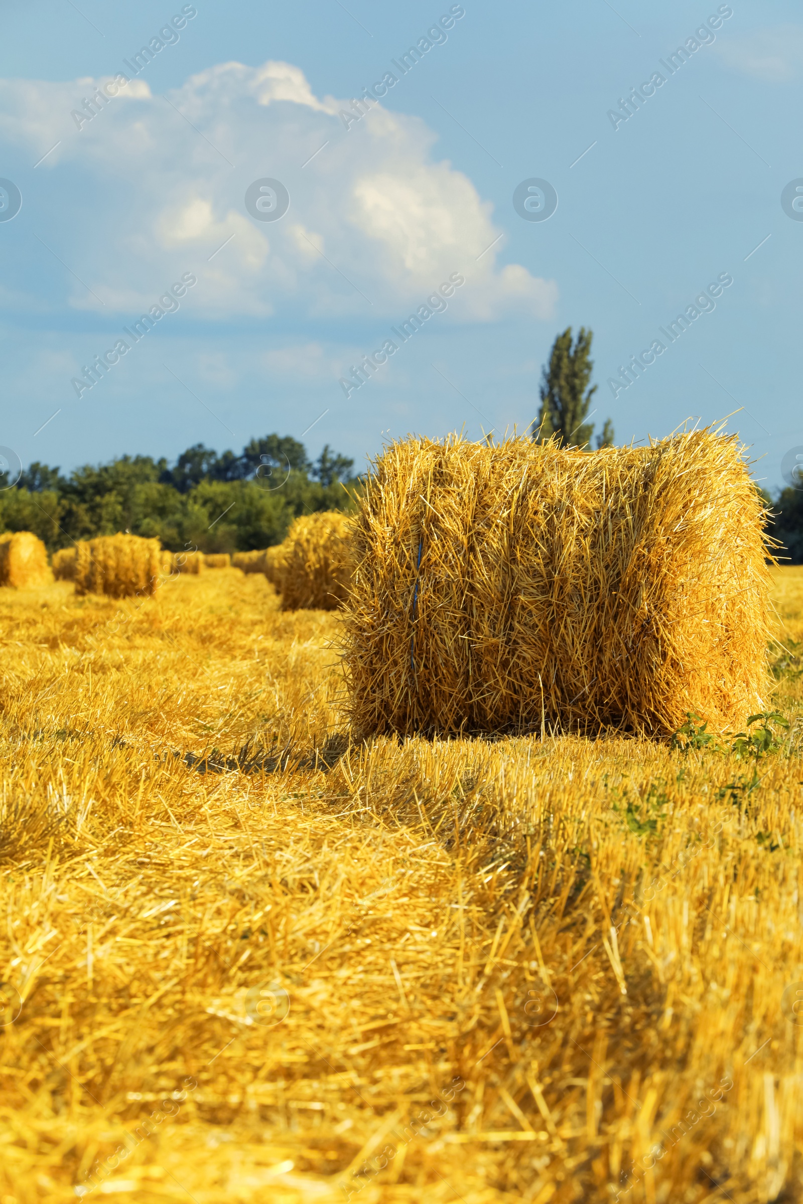 Photo of Beautiful view of agricultural field with hay bales