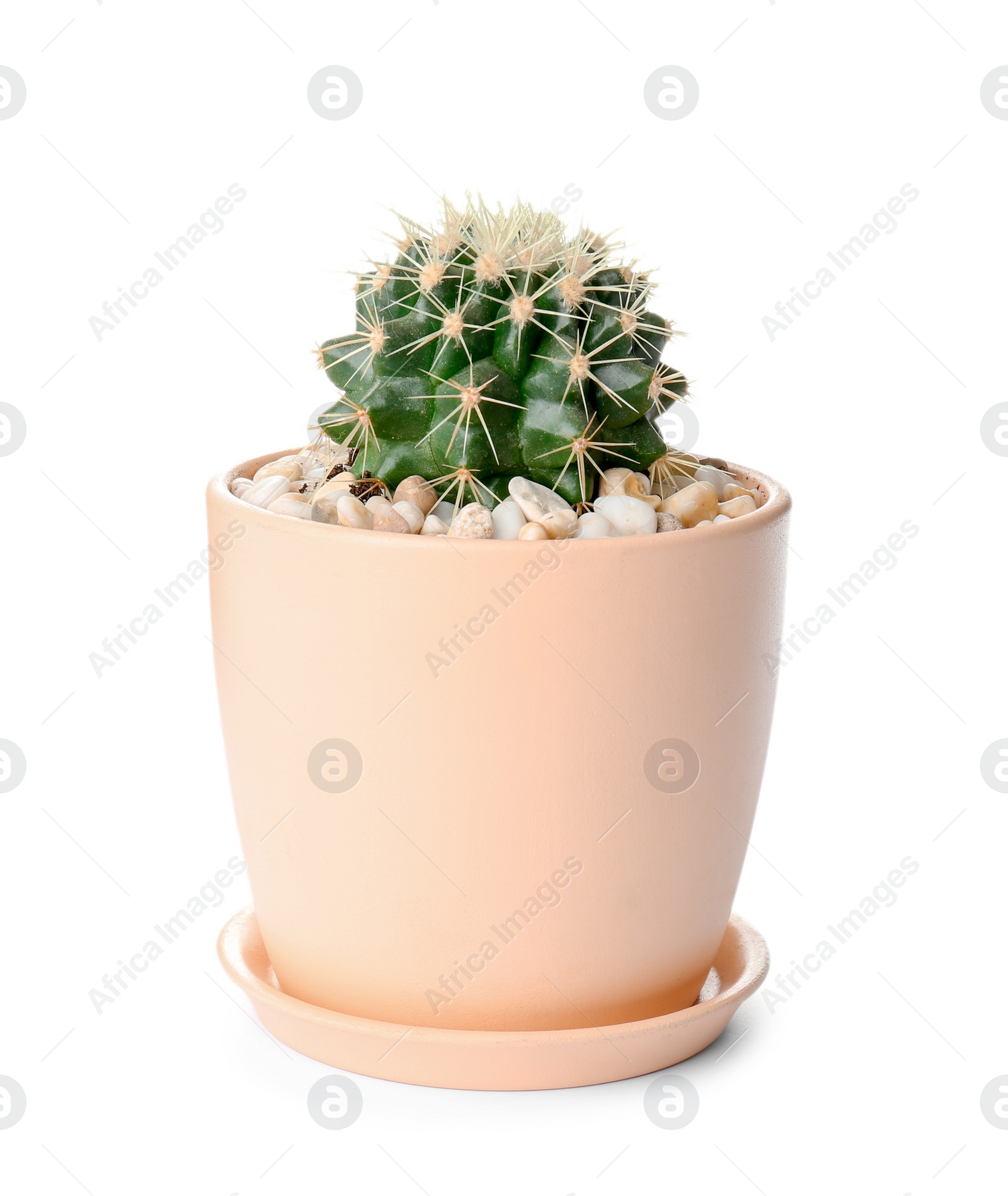 Photo of Beautiful cactus on white background