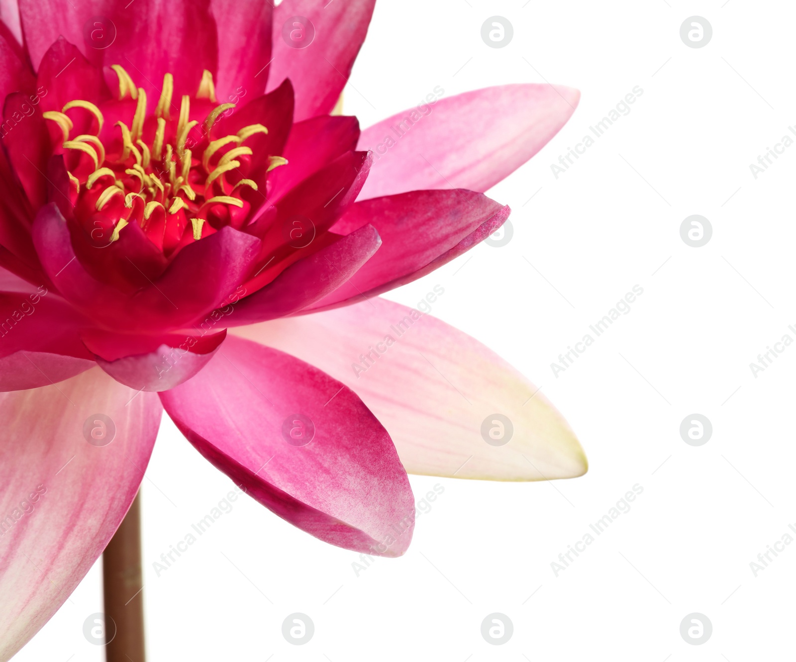 Photo of Beautiful blooming pink lotus flower on white background, closeup