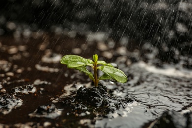 Photo of Fresh seedling in fertile soil under rain, space for text