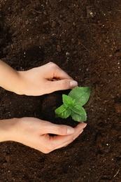 Photo of Woman planting green seedling into soil, top view. Space for text