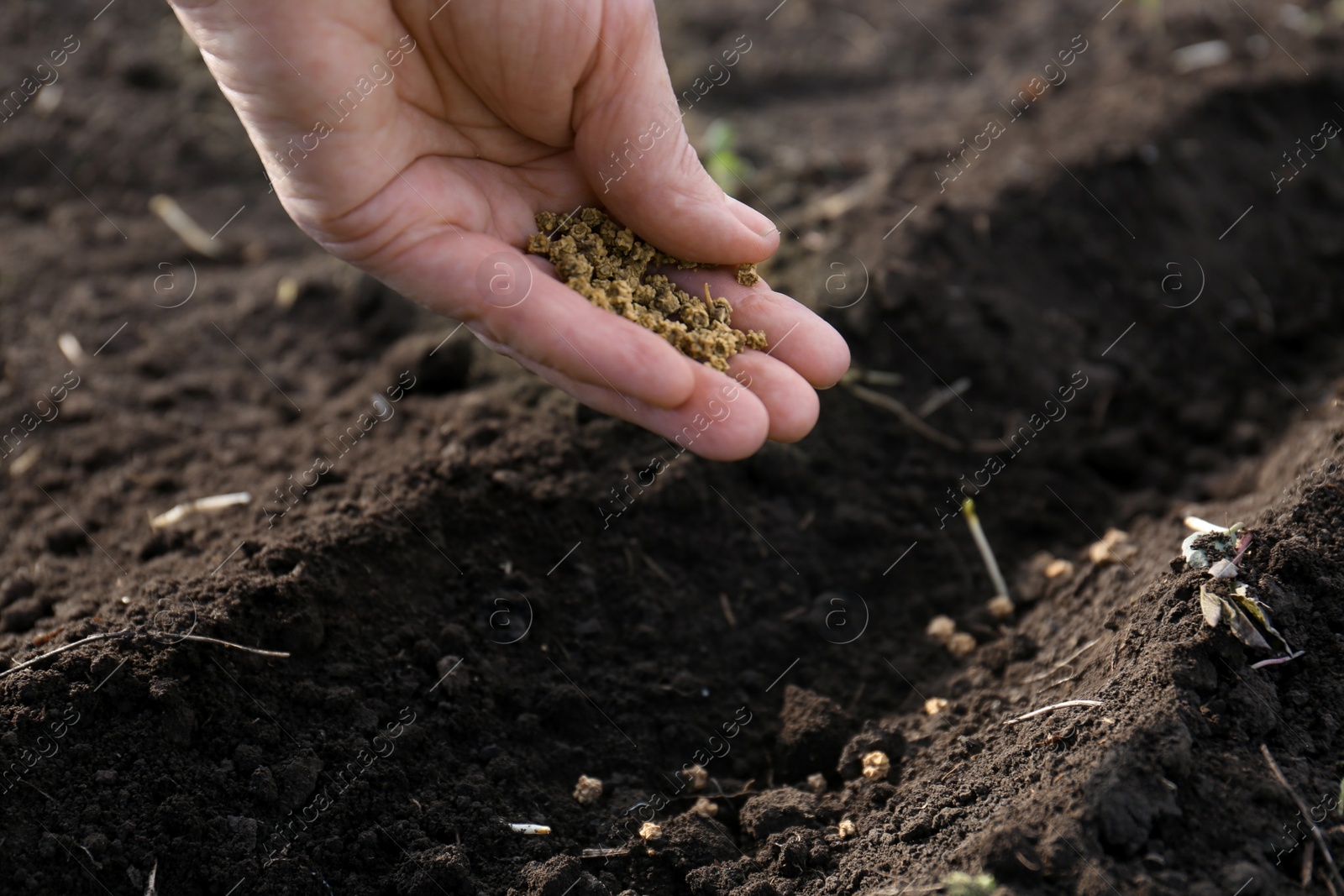 Photo of Man pouring beet seeds into fertile soil outdoors, closeup