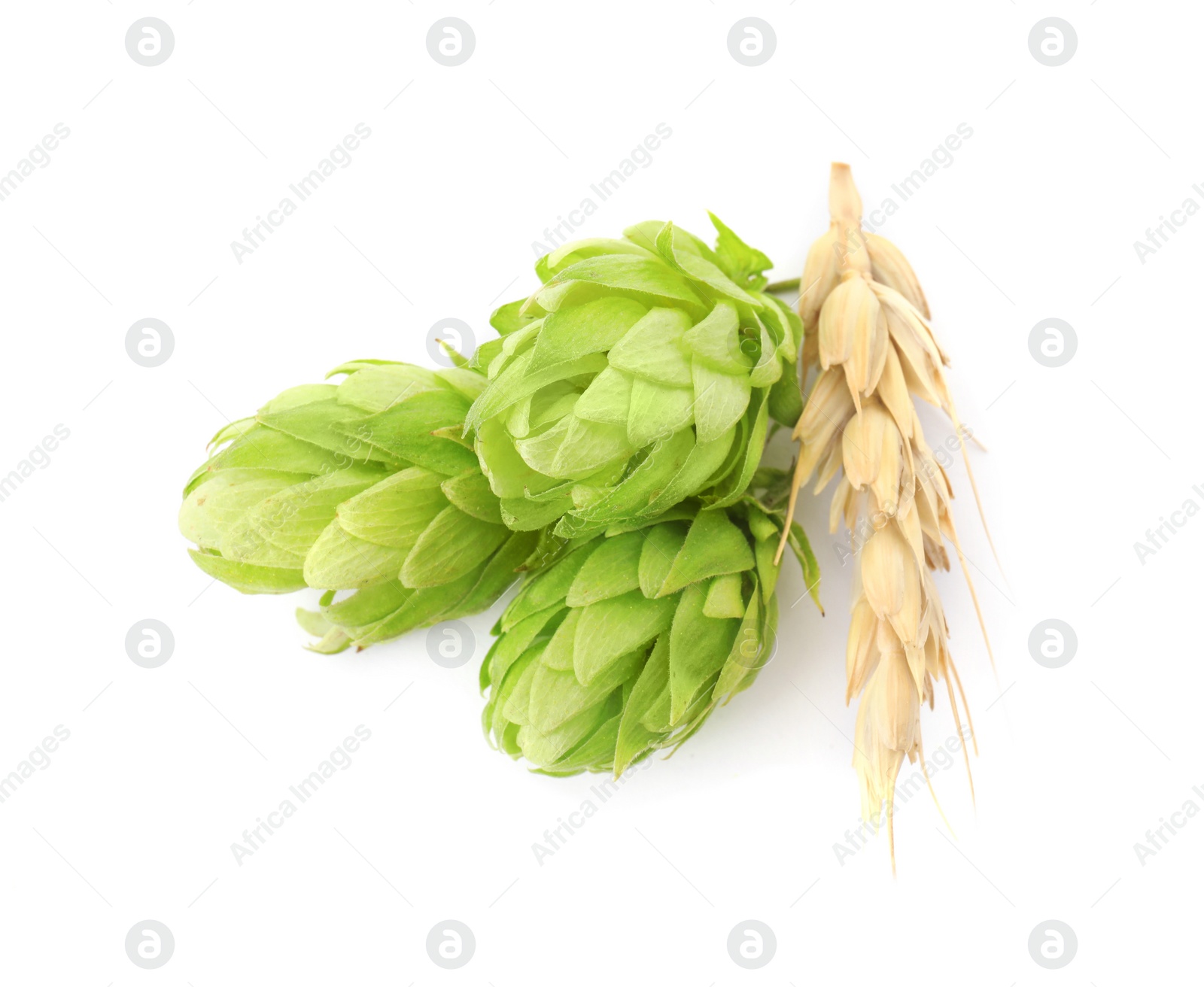 Photo of Fresh green hops and wheat spike on white background. Beer production