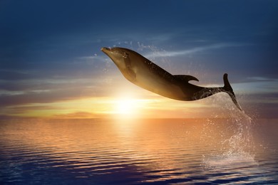 Image of Beautiful bottlenose dolphin jumping out of sea at sunset 