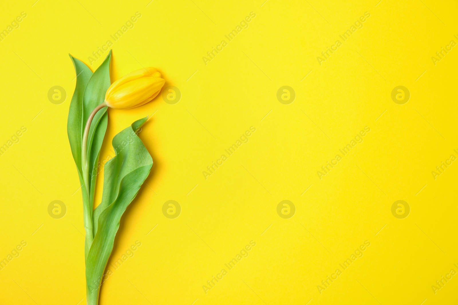 Photo of Yellow tulip on color background