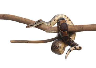 Brown boa constrictor on tree branch against white background