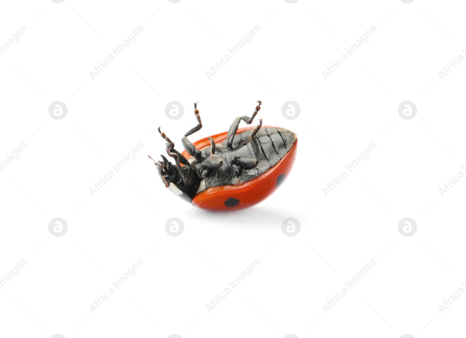 Photo of One overturned red ladybug isolated on white