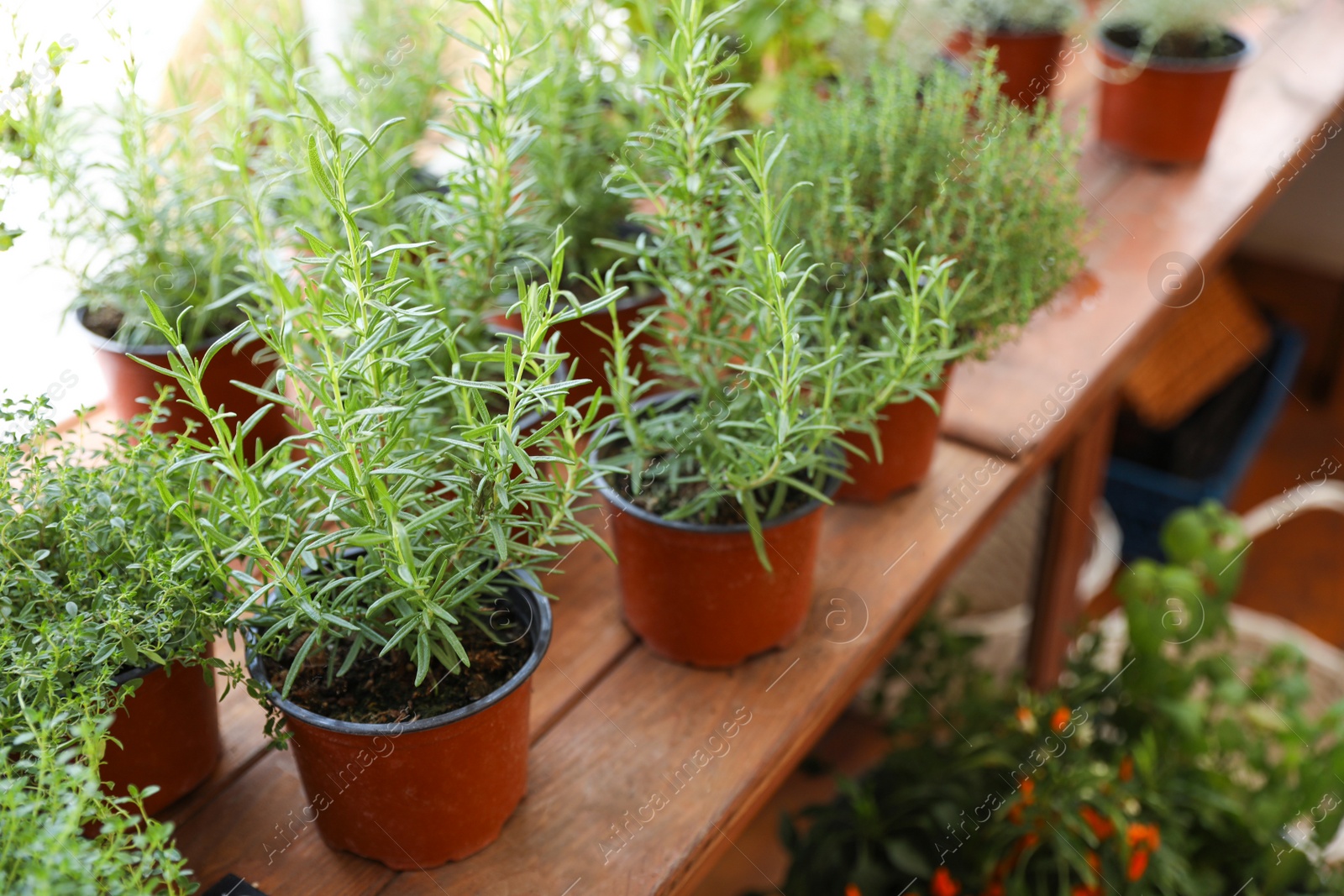 Photo of Fresh potted home plants on wooden window sill indoors, space for text