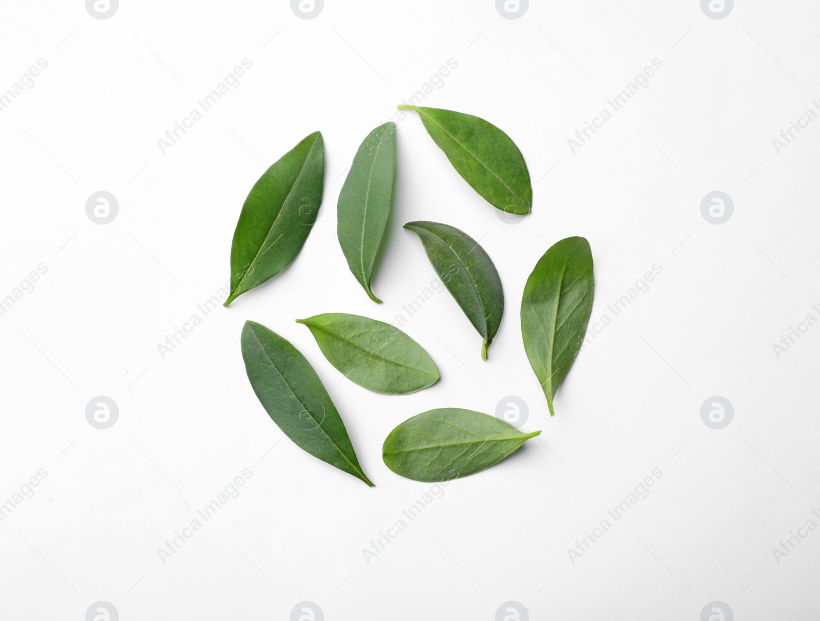 Photo of Fresh green citrus leaves on white background, top view