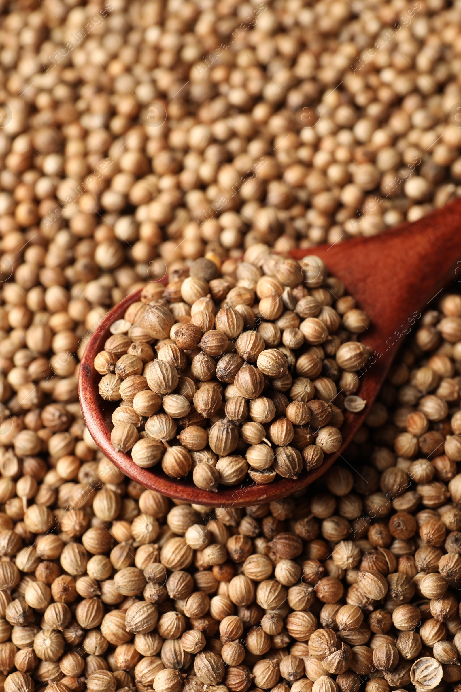 Photo of Dried coriander seeds and wooden spoon, closeup