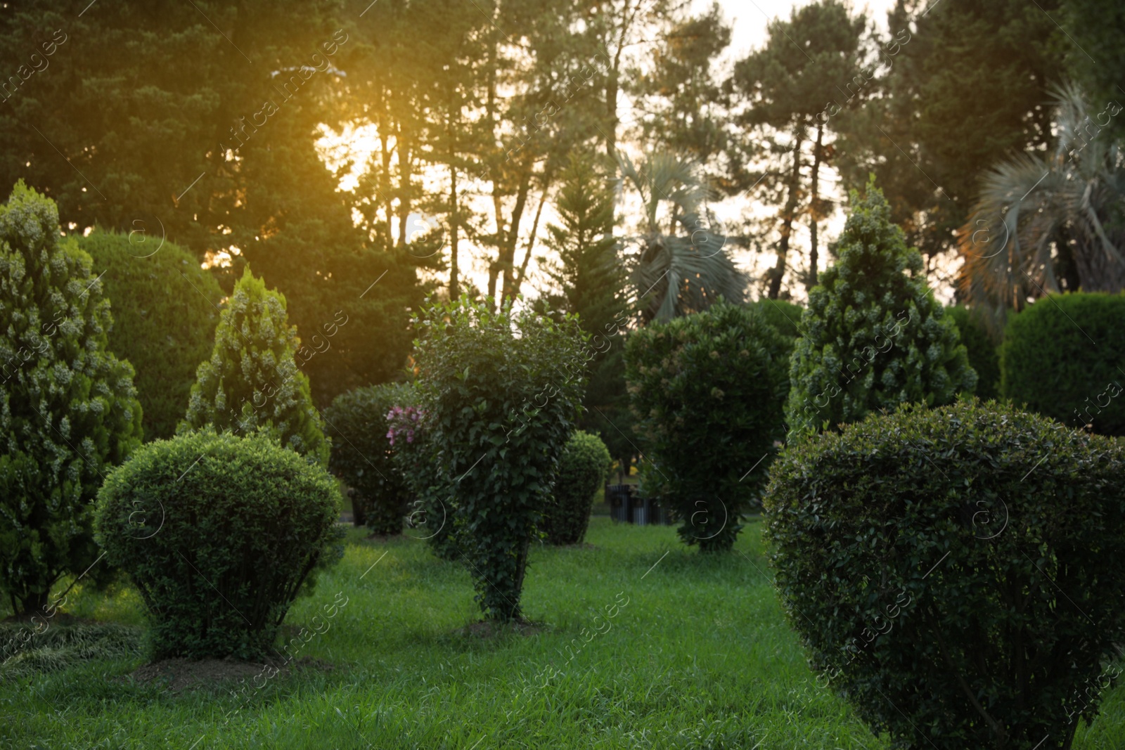 Photo of Beautifully trimmed trees and shrubs growing in park