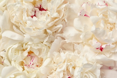 Beautiful fresh peony flowers as background, top view