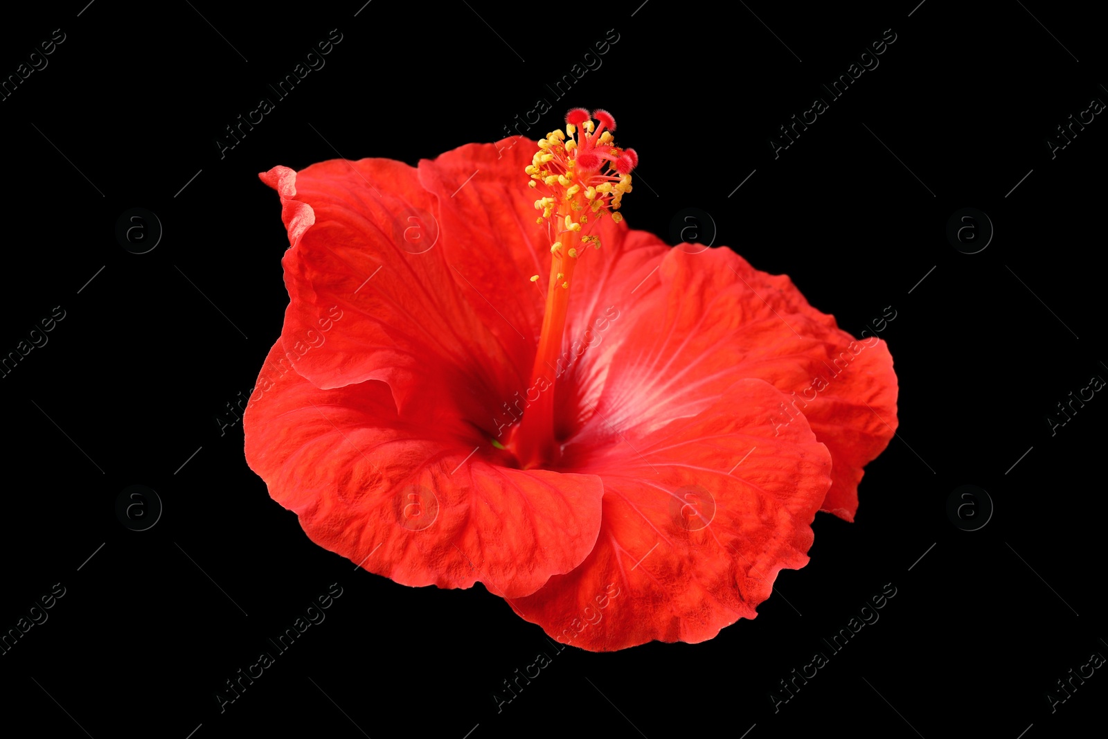 Photo of Beautiful red hibiscus flower on black background