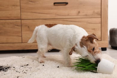 Cute dog near overturned houseplant on rug indoors