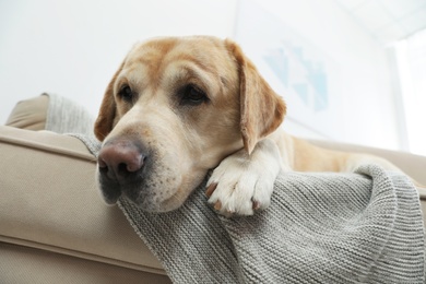 Yellow labrador retriever on cozy sofa indoors