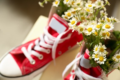 Photo of Above view of beautiful tender chamomile flowers in red gumshoes
