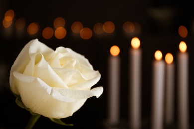 Photo of White rose and blurred burning candles on background, space for text. Funeral symbol