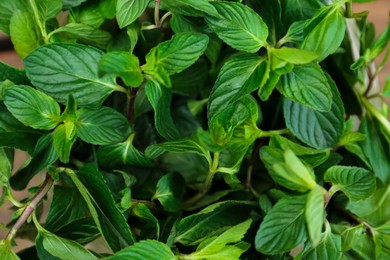 Photo of Closeup view of fresh mint. Aromatic herb