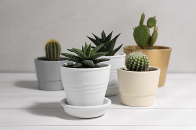 Photo of Many different succulent plants in pots on white wooden table