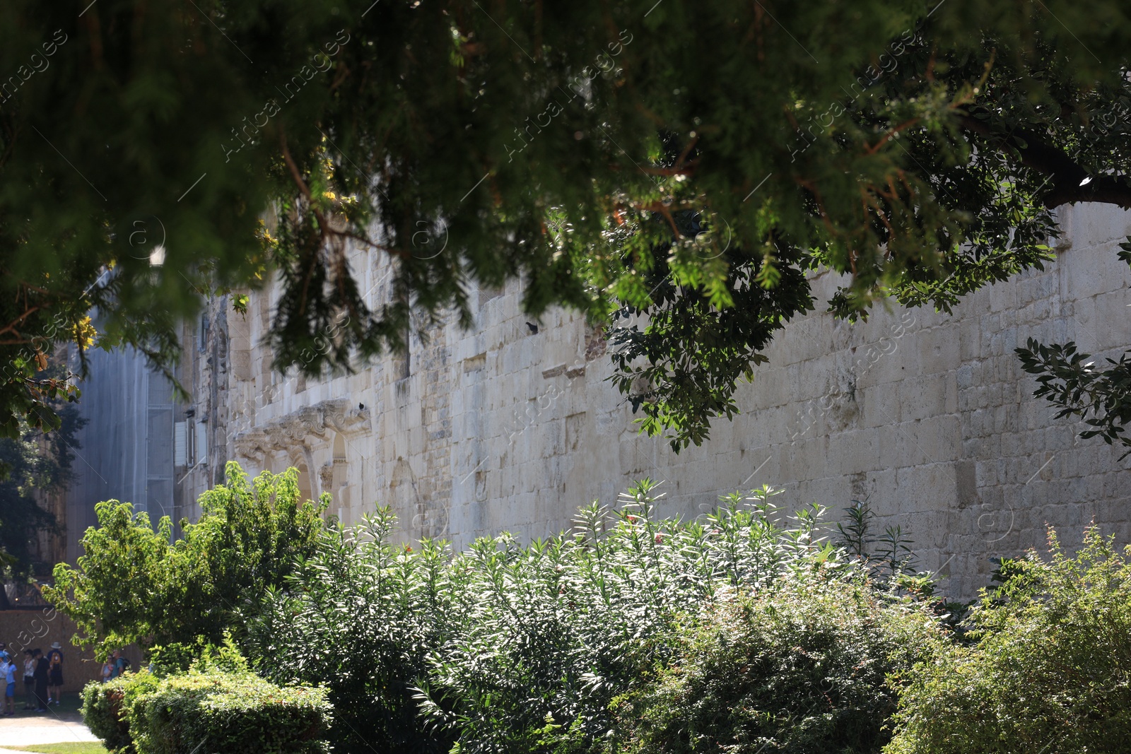 Photo of Beautiful trees growing near building on sunny day