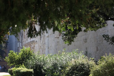 Photo of Beautiful trees growing near building on sunny day