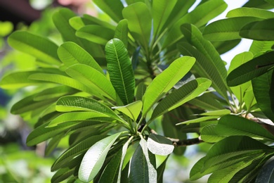 Photo of Green leaves of exotic plant at tropical resort on sunny day