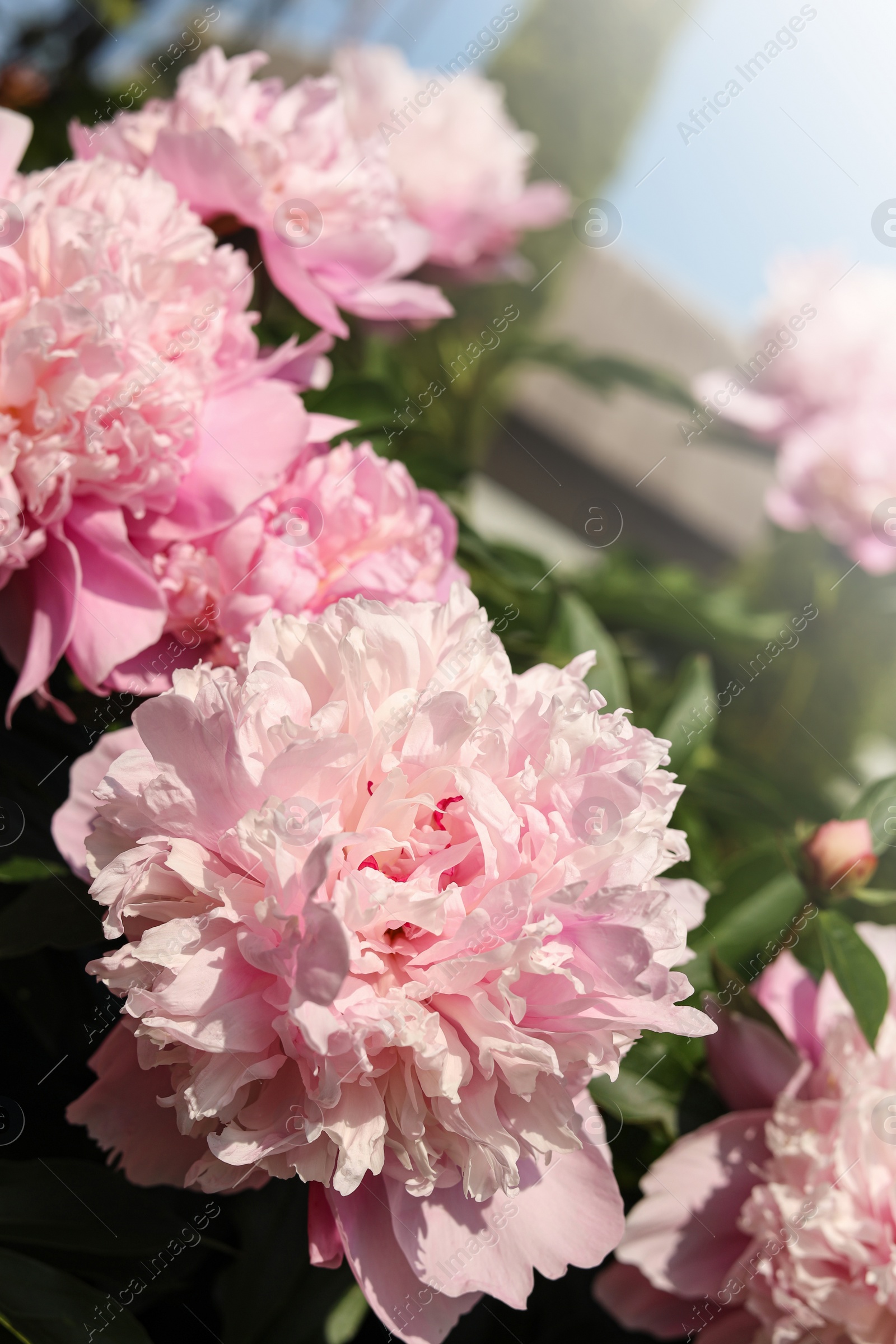 Photo of Wonderful pink peonies in garden on sunny day, closeup