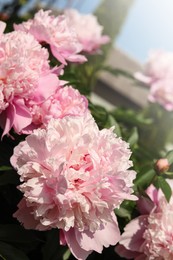 Photo of Wonderful pink peonies in garden on sunny day, closeup