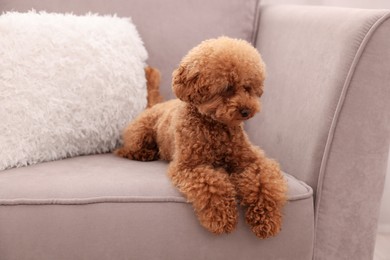 Photo of Cute Maltipoo dog resting on armchair. Lovely pet