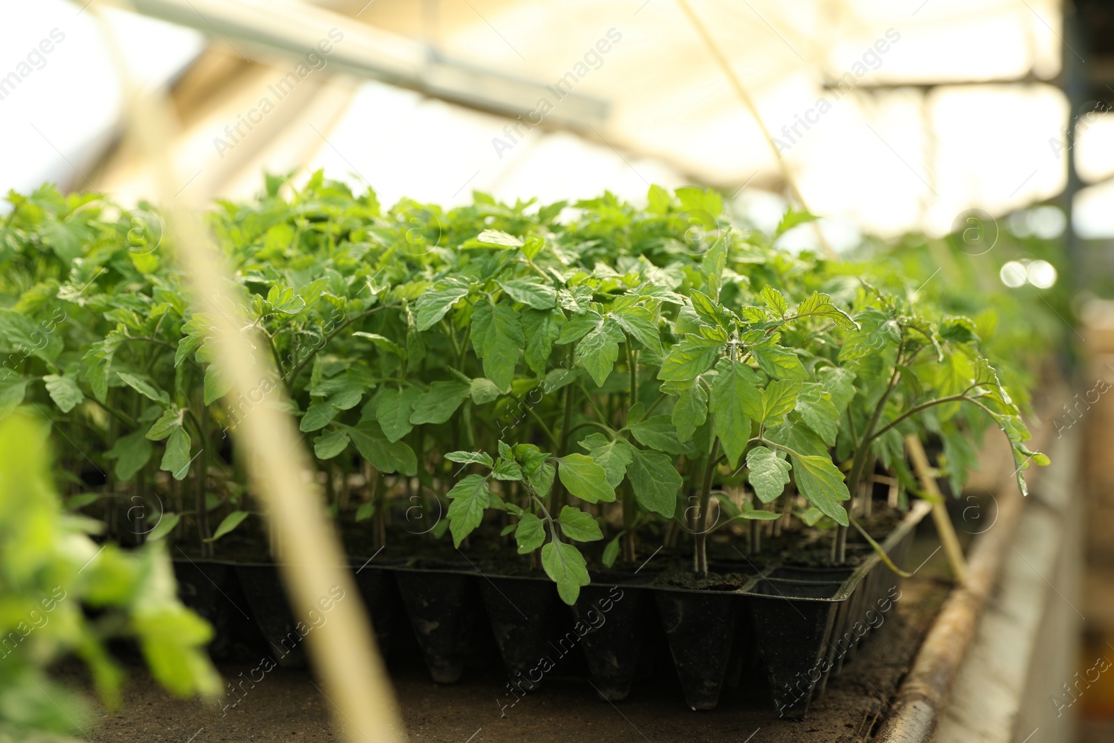 Photo of Many green tomato plants in seedling tray on table