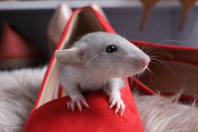 Photo of Cute grey rat in female shoe on fuzzy rug indoors, closeup
