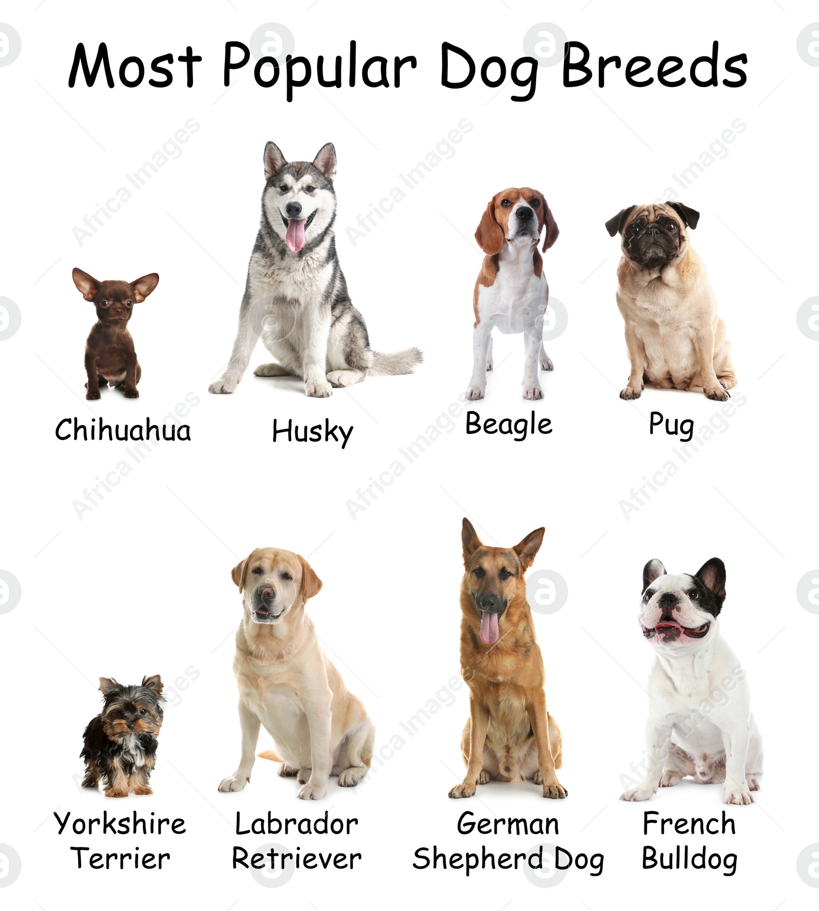 Image of Set of different adorable dogs on white background. Most popular breeds