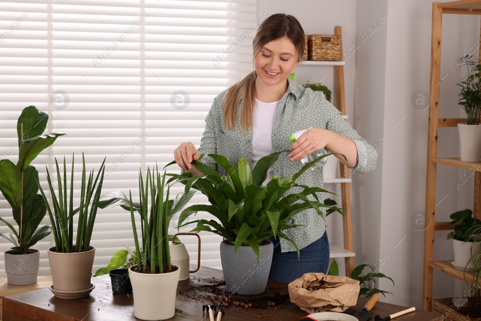 Photo of Woman spraying houseplants with water after transplanting at wooden table indoors