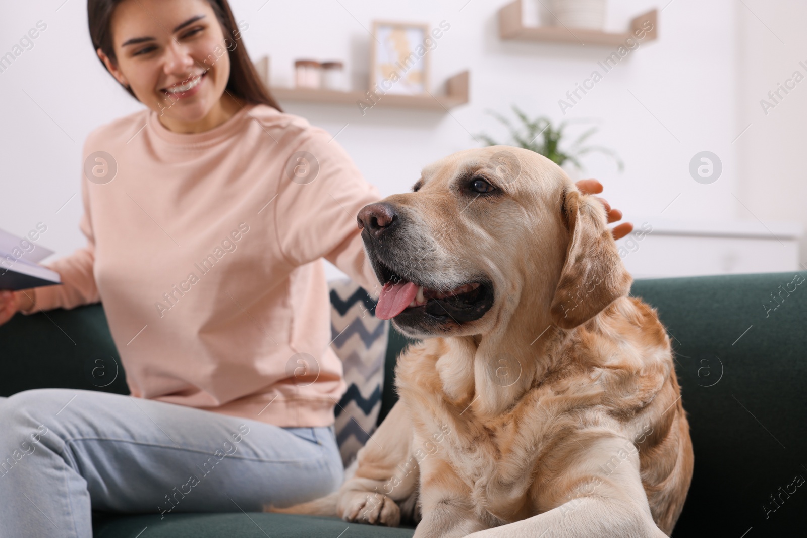 Photo of Happy woman with cute Labrador Retriever at home, focus on dog