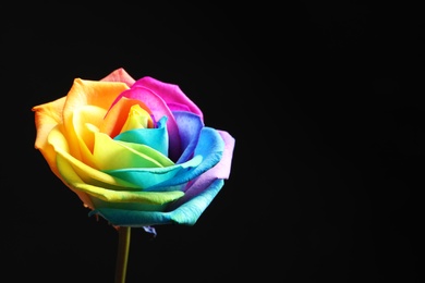 Photo of Amazing rainbow rose flower on black background