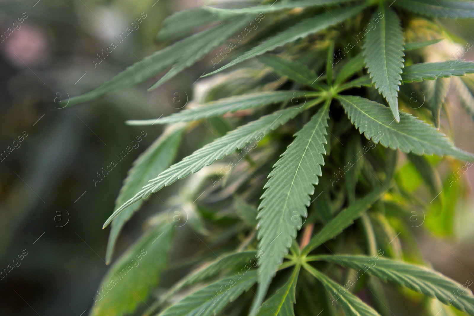 Photo of Green organic hemp growing outdoors, closeup. Cannabis plant