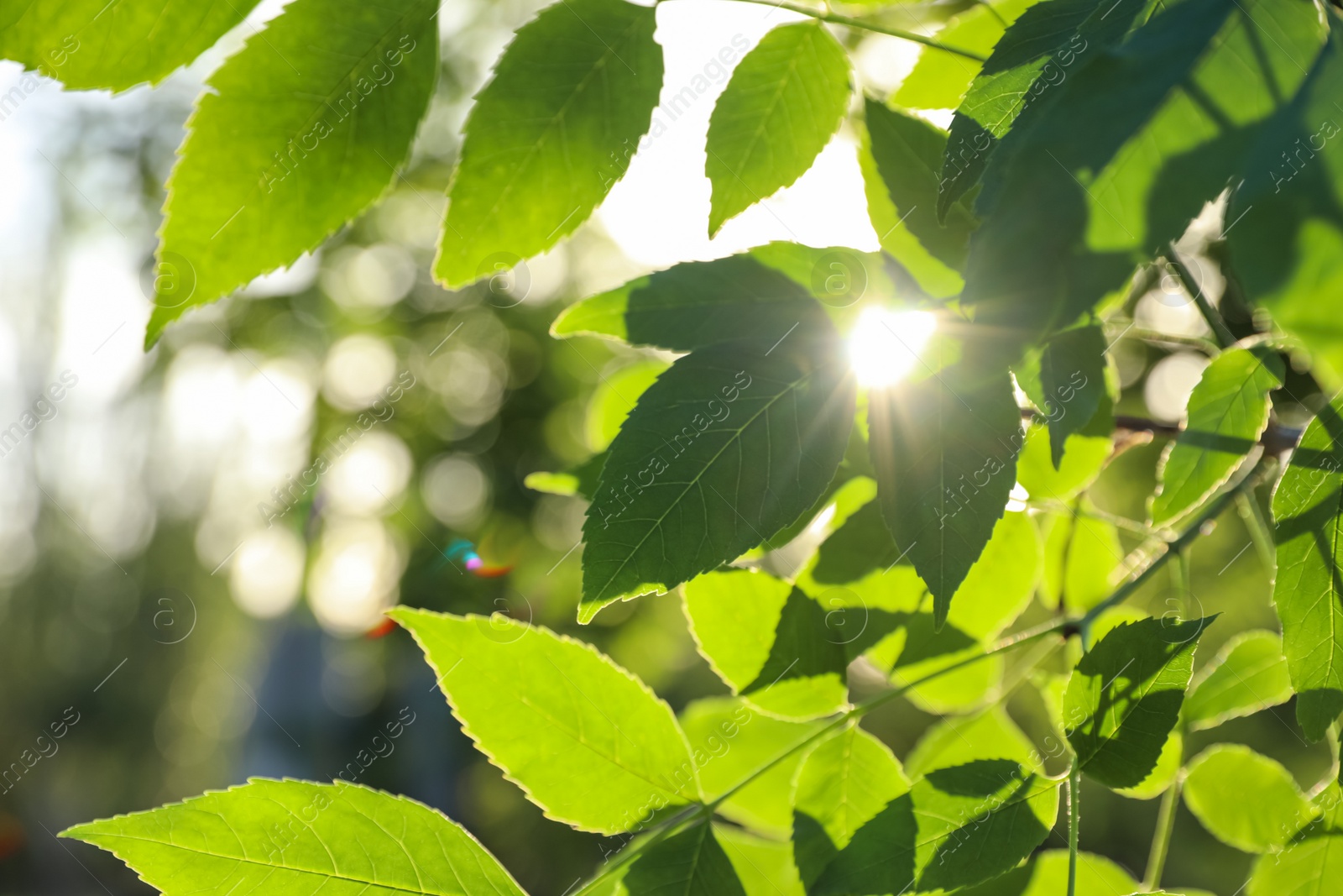 Photo of Closeup view of ash tree with young fresh green leaves outdoors on spring day