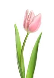 Beautiful pink spring tulip on white background