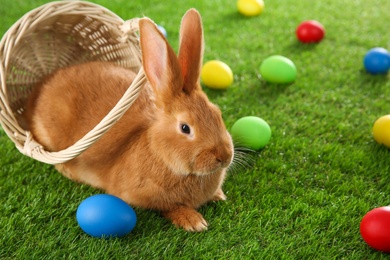 Cute bunny and Easter eggs on green grass