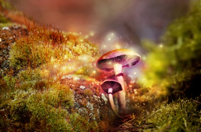 Image of Fantasy world. Mushrooms with magic lights in enchanted forest