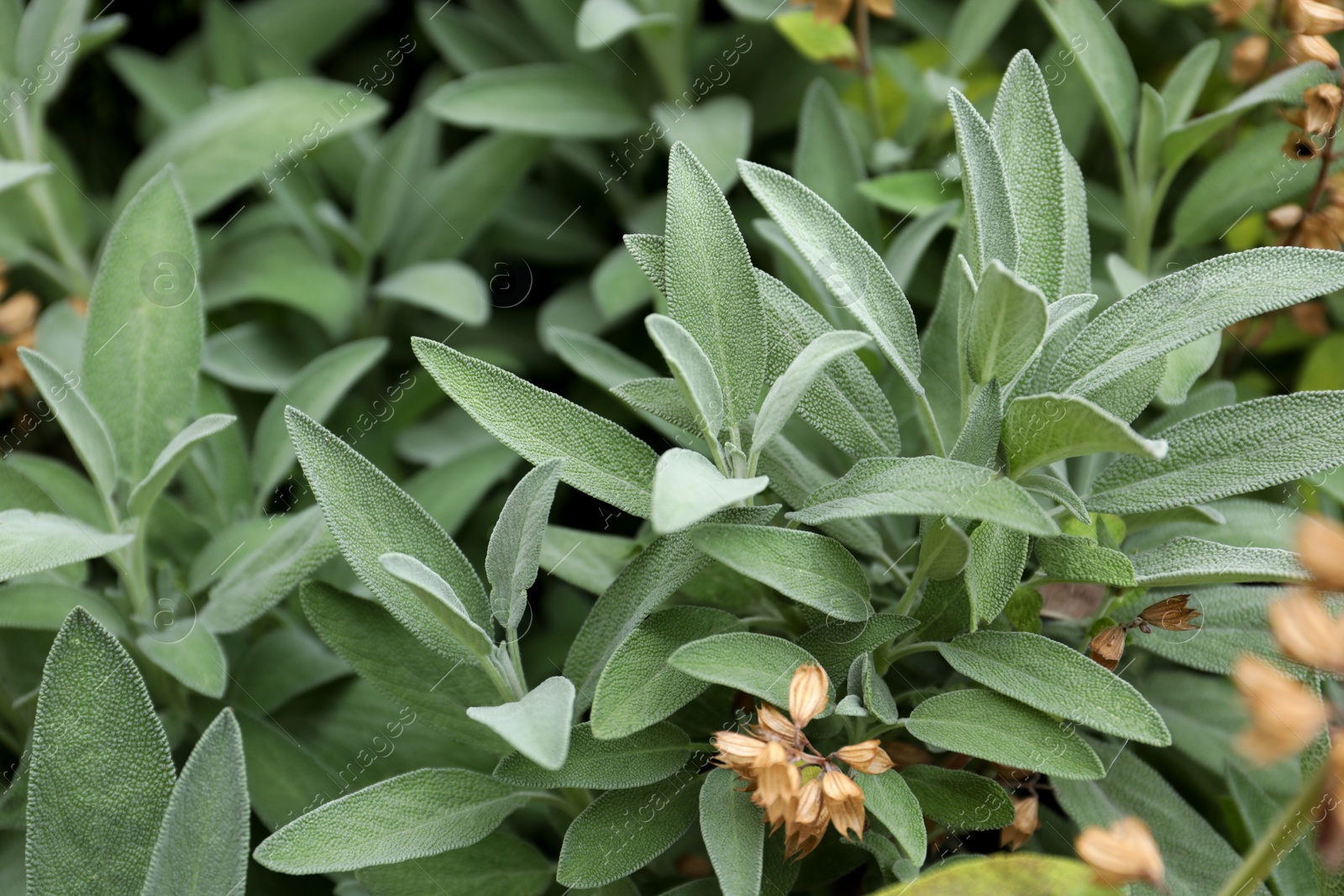 Photo of Beautiful sage with green leaves growing outdoors