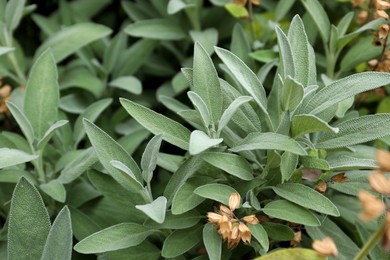 Beautiful sage with green leaves growing outdoors