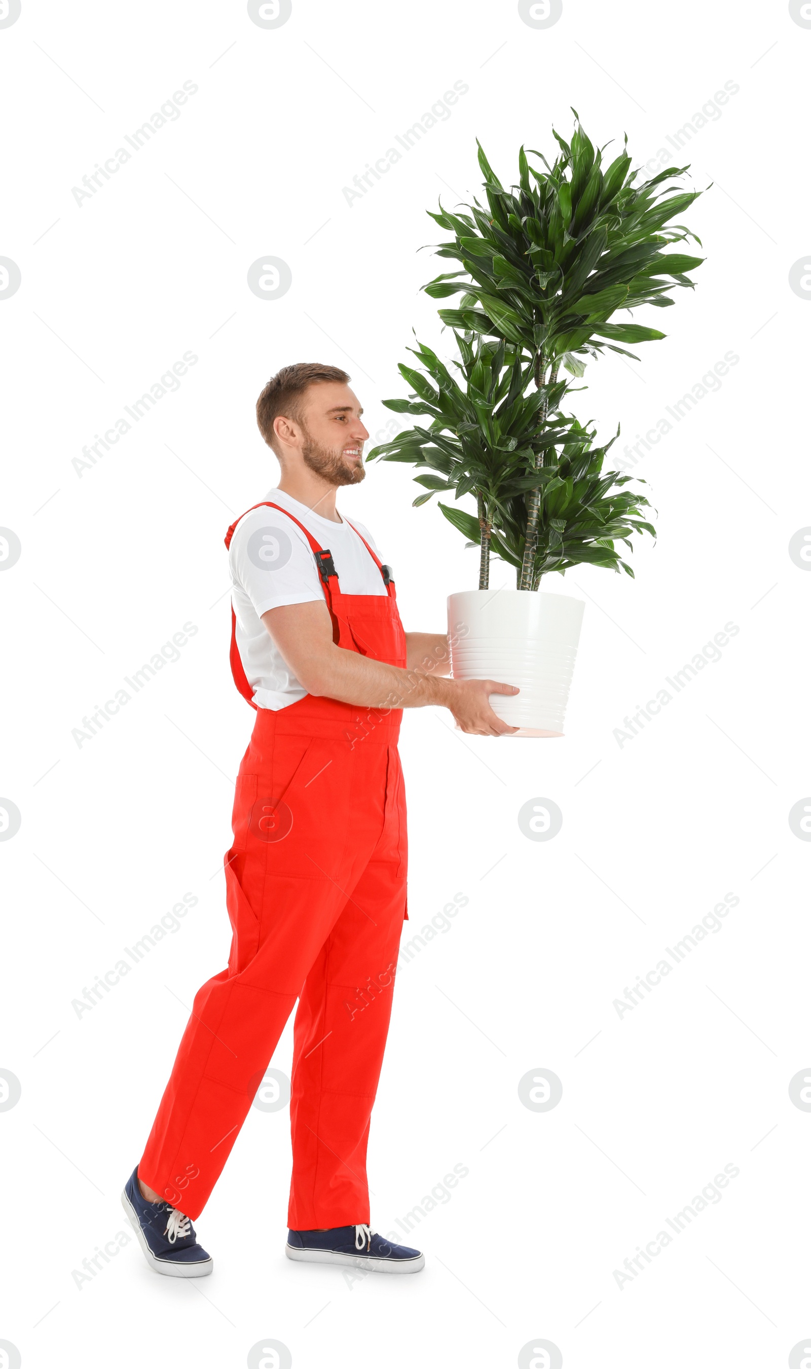 Photo of Young worker carrying potted plant isolated on white. Moving service