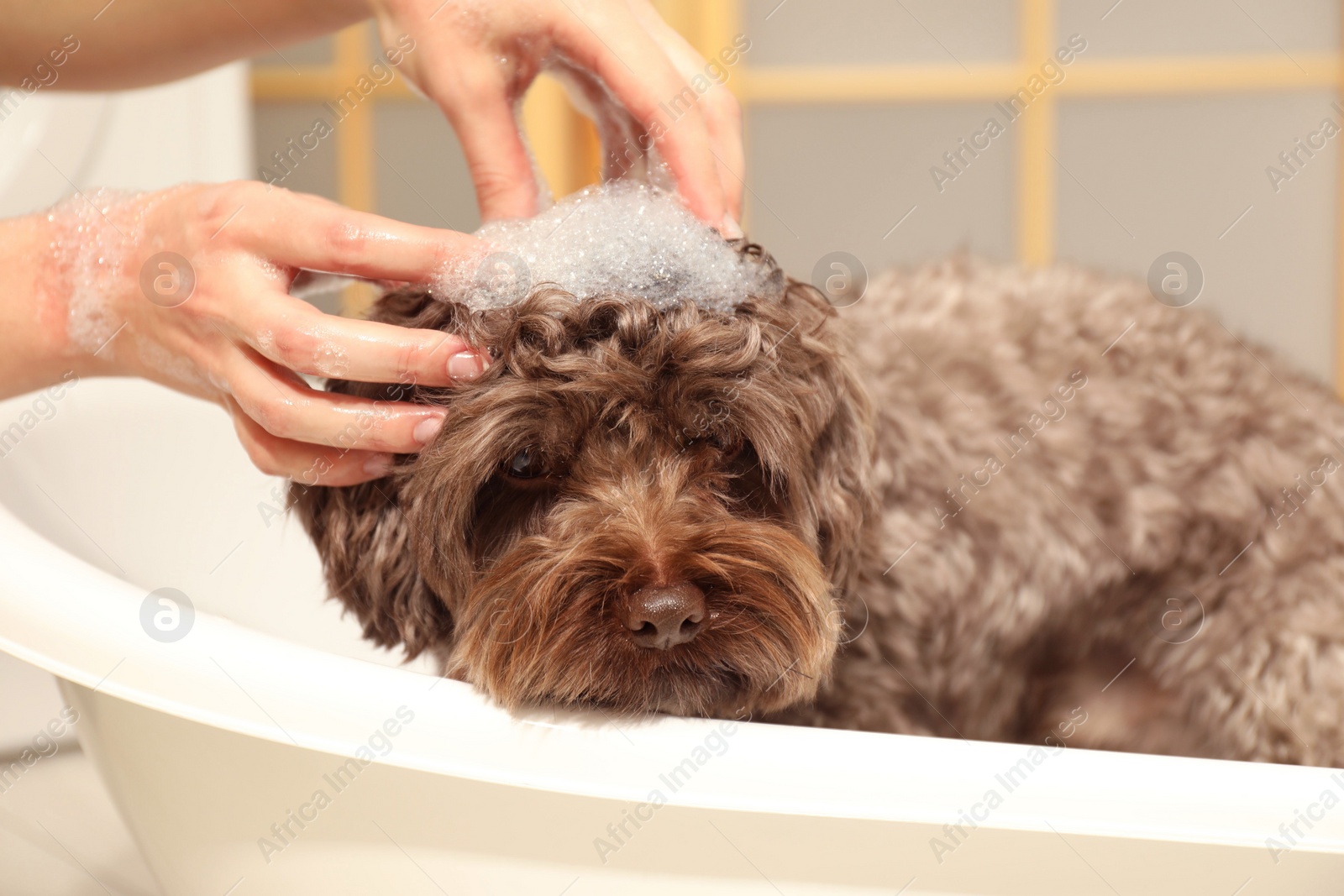 Photo of Woman washing her cute dog with shampoo in bathroom, closeup