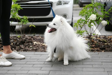 Photo of Woman walking with cute fluffy Japanese spitz on city street, closeup