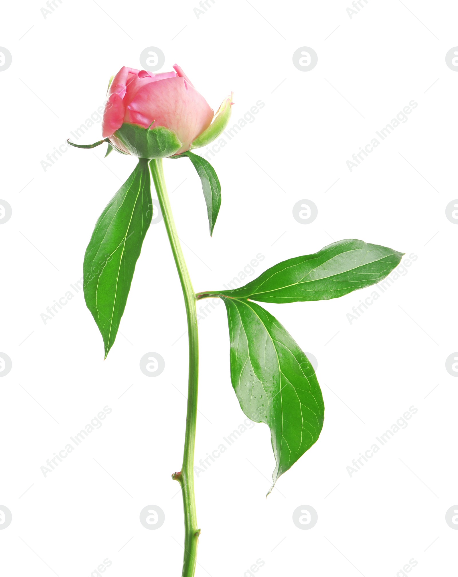 Photo of Beautiful bud of peony flower on white background