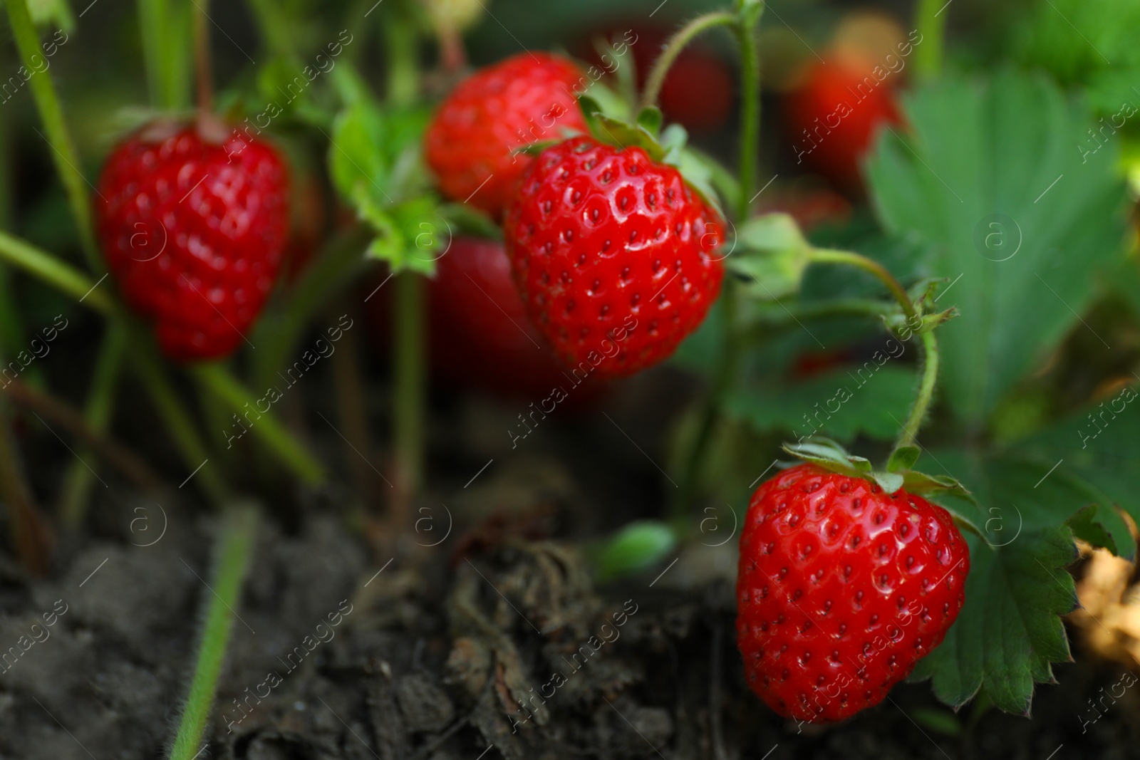 Photo of Strawberry plant with ripening berries growing in field, closeup