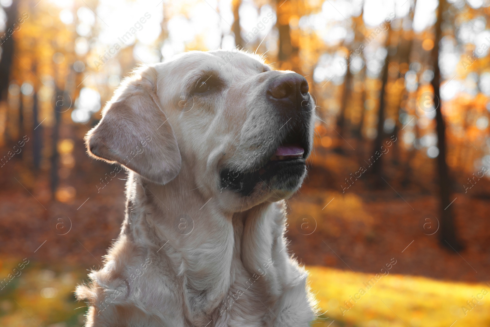 Photo of Cute Labrador Retriever dog in sunny autumn park, closeup