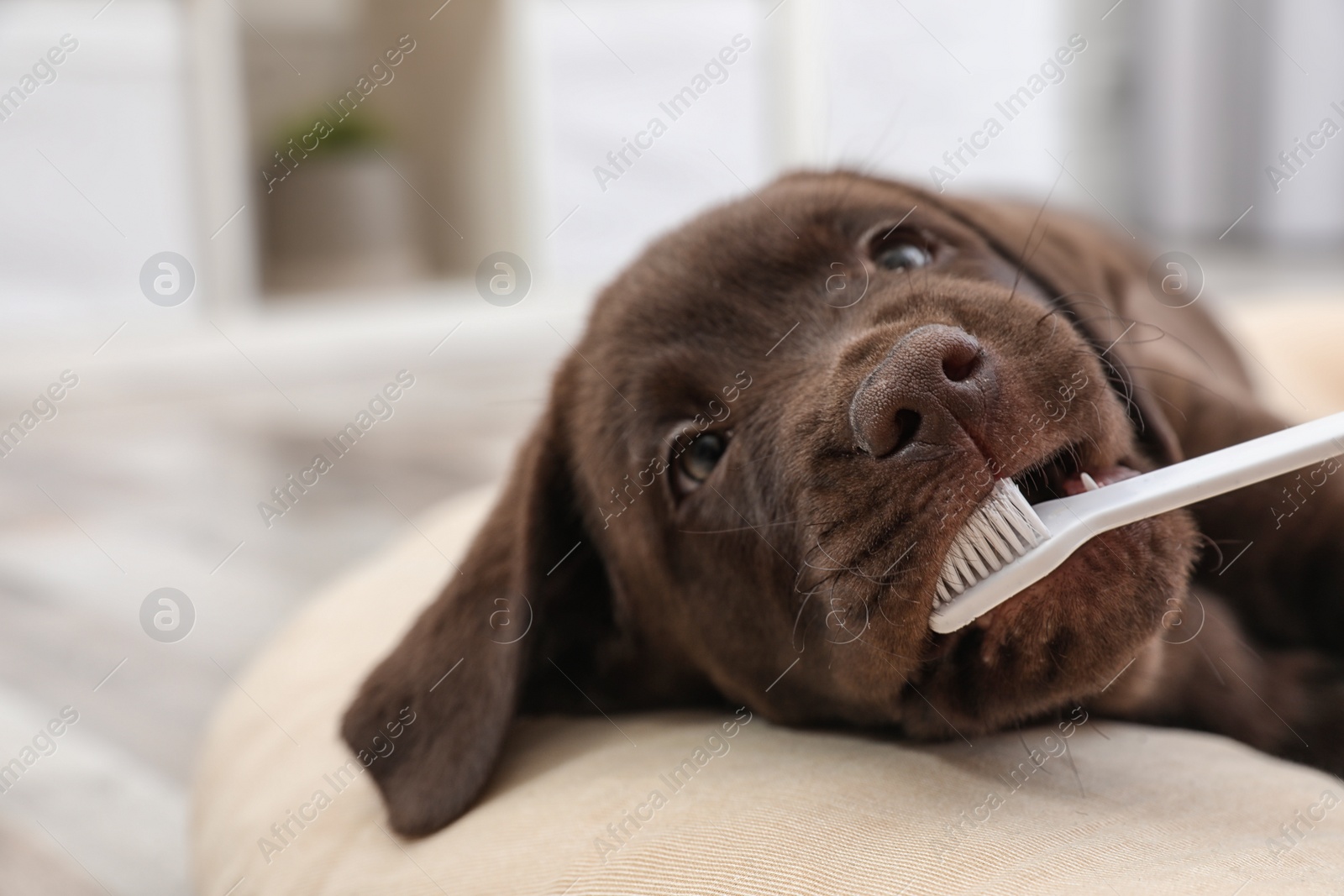 Photo of Cute Labrador Retriever with toothbrush indoors. Pet care