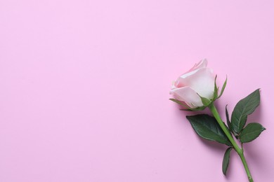 Photo of Beautiful rose on light pink background, top view. Space for text
